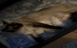 Ragdoll cats for stud: Ragdoll Stud Lilac Colour GCCF Active. in Sheffield - Image 9