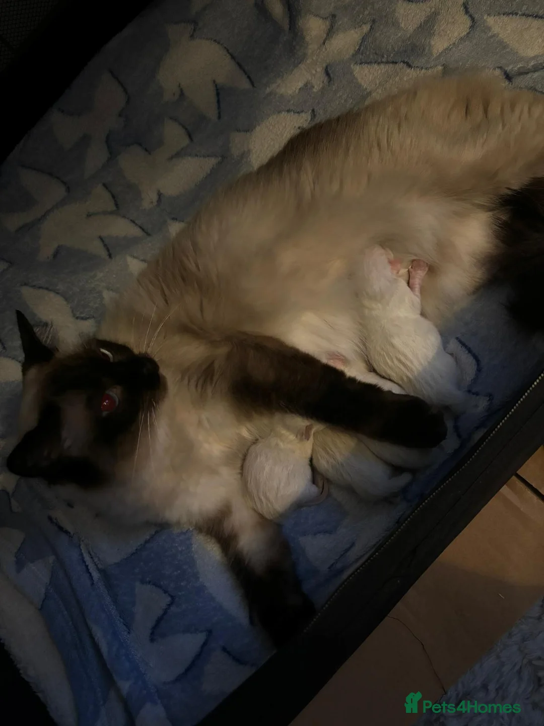 Ragdoll cats for stud: Ragdoll Stud Lilac Colour GCCF Active in Sheffield - Advert 9