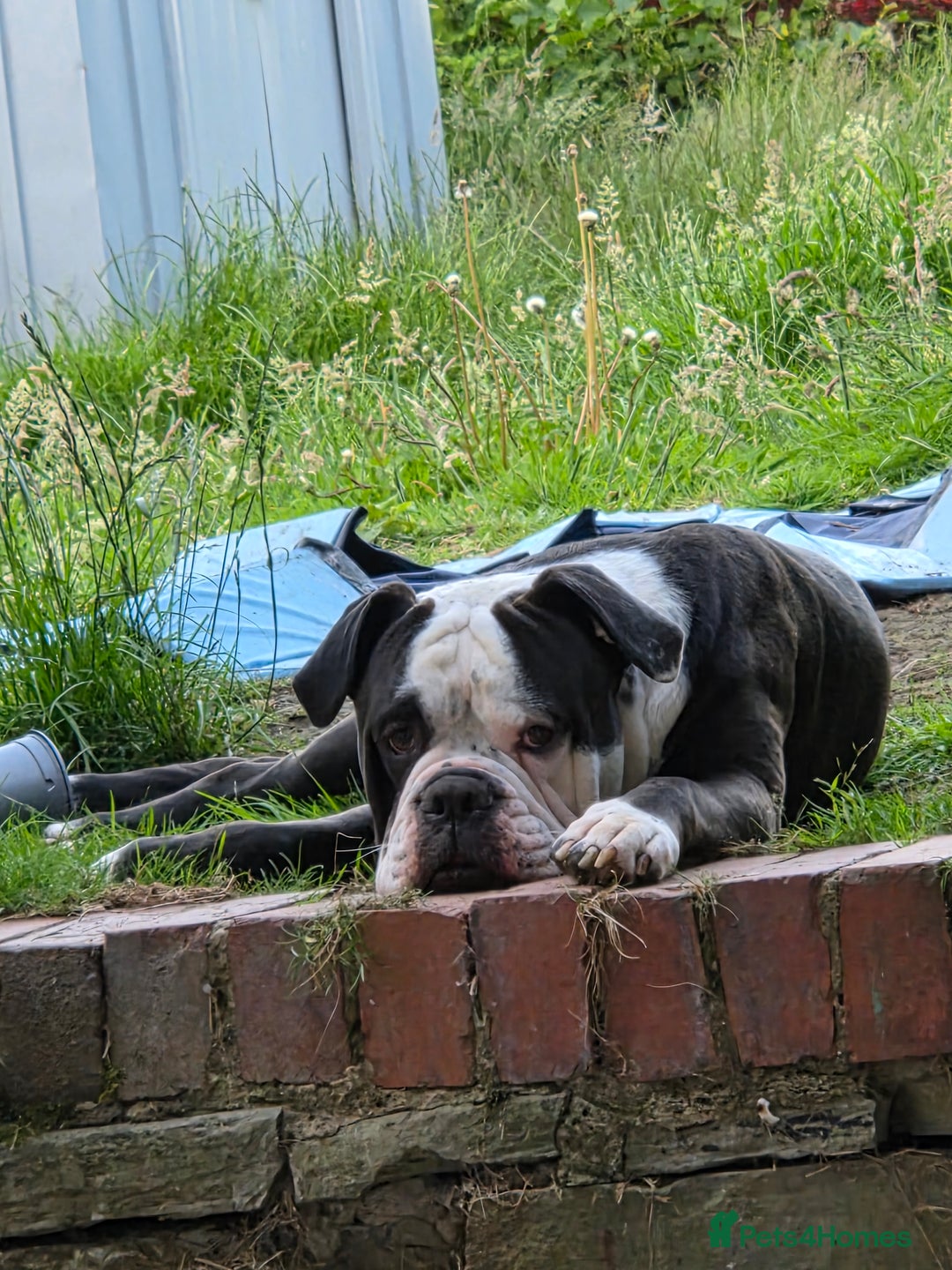 Alapaha Blue Blood Bulldog dogs for sale: Unfortunately looking for a new home - Image 4