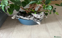 British Shorthair cats for sale:  BSH SILVER CLASSIC TABBY - Image 3