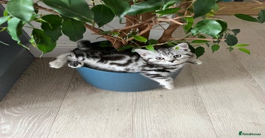 British Shorthair cats - Advert 2