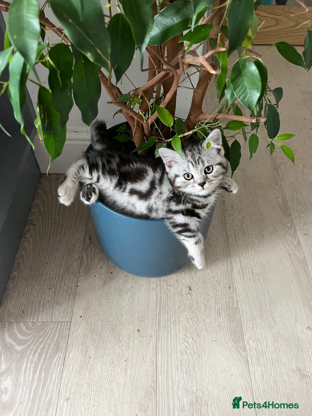 British Shorthair cats for sale:  BSH SILVER CLASSIC TABBY - Image 3