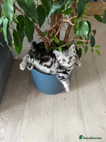 British Shorthair cats - Advert 2