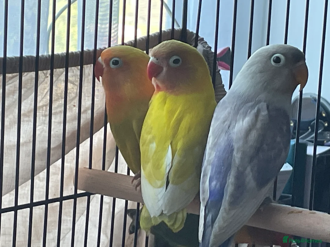 Lovebirds birds for sale: Lovebirds For Sale - Advert 4