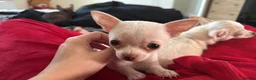 Chihuahua dogs for sale: 4 beautiful chihuahuas puppies for sale - Advert 5