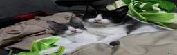 Mixed Breed cats for sale: maine coon kitten  - Advert 4