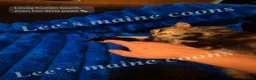 Maine Coon cats for sale: 🤩Sweet Lion Brown Torbie & White Tabby Maine Coon - Advert 21