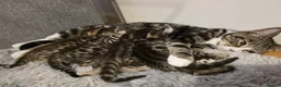Mixed Breed cats for sale: 4 beautiful kittens looking for loving homes 🐾 - Advert 8