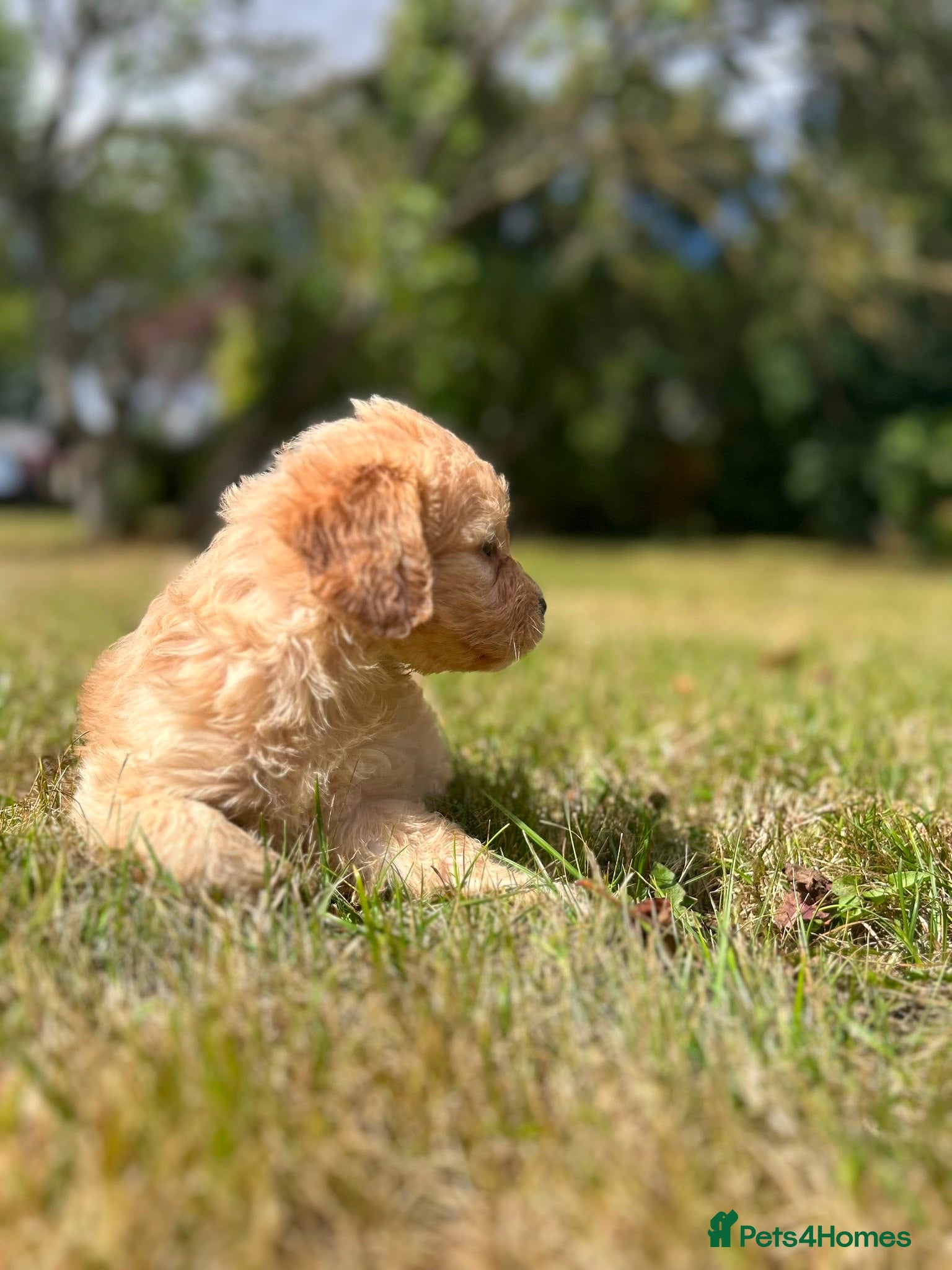 Cockapoo dogs Miniature F1 Cockapoo puppies Ready Now - Advert 4