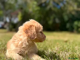 Cockapoo dogs Miniature F1 Cockapoo puppies Ready Now - Advert 4