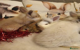 Mixed Breed rabbits for sale: Baby rabbits  - Advert 11