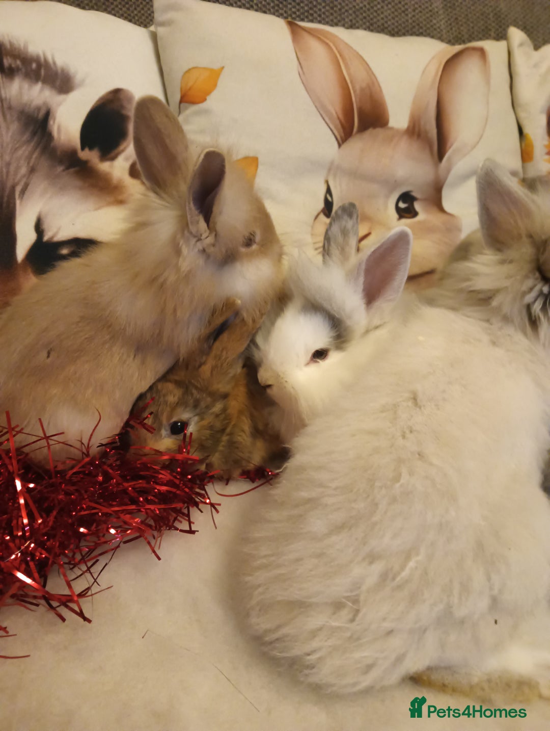 Mixed Breed rabbits for sale: Baby rabbits  - Advert 11