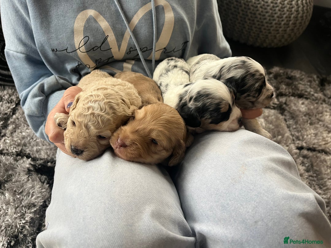 Cockapoo dogs for sale: Rare marked  small cockerpoo puppys  - Advert 27