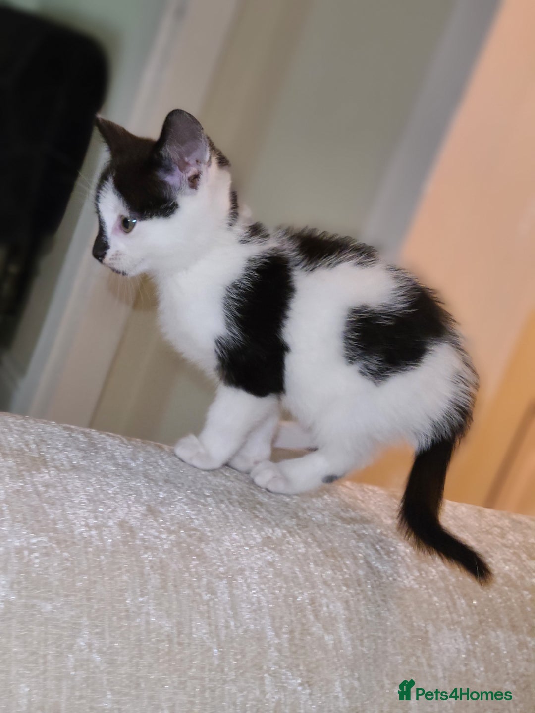 Mixed Breed cats for sale: Female kitten  - Advert 5
