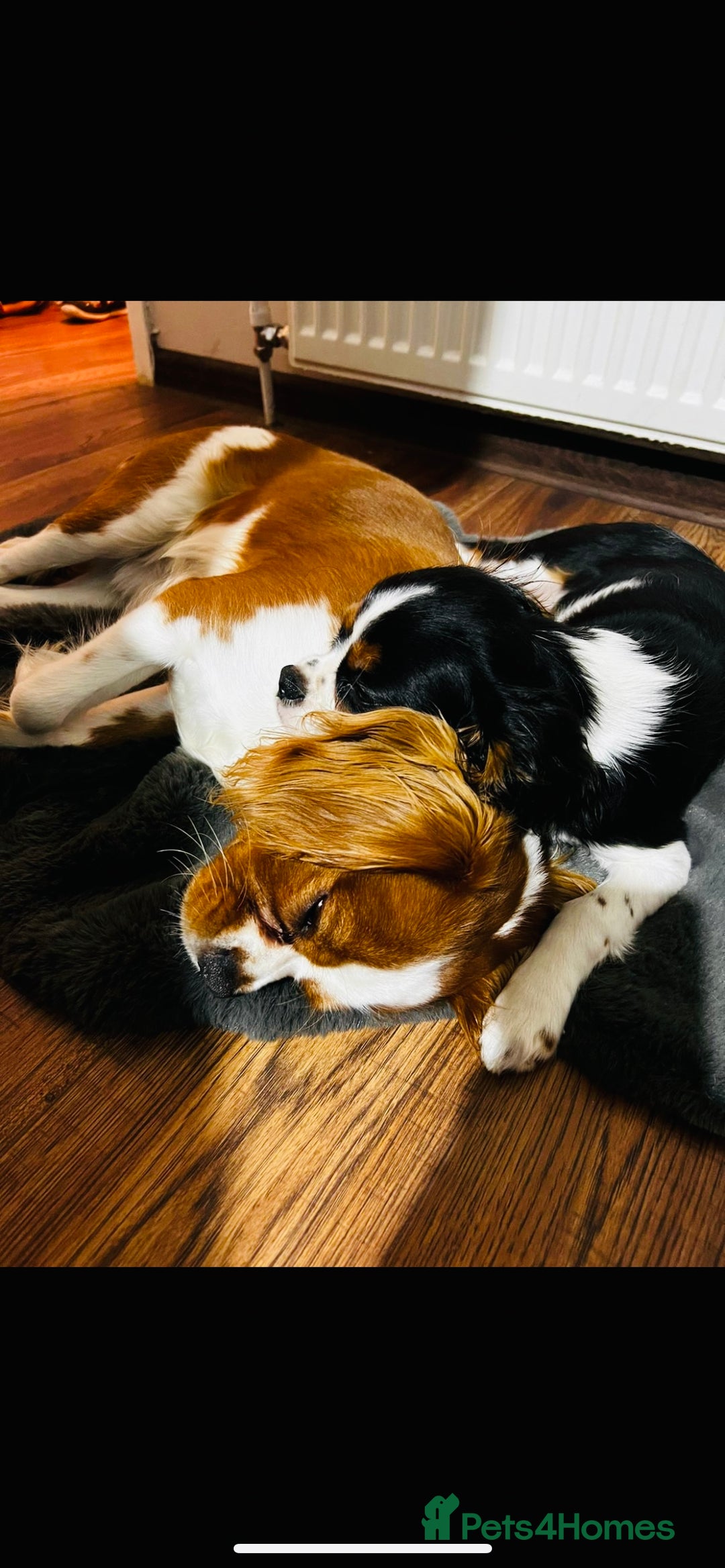 Cavalier King Charles Spaniel dogs for sale: 🐶 Beautiful Cavalier King Charles Puppies - Image 3