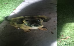 Mixed Breed dogs for sale: Zeus x - Image 3