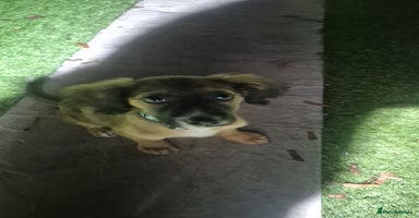 Mixed Breed dogs - Advert 5