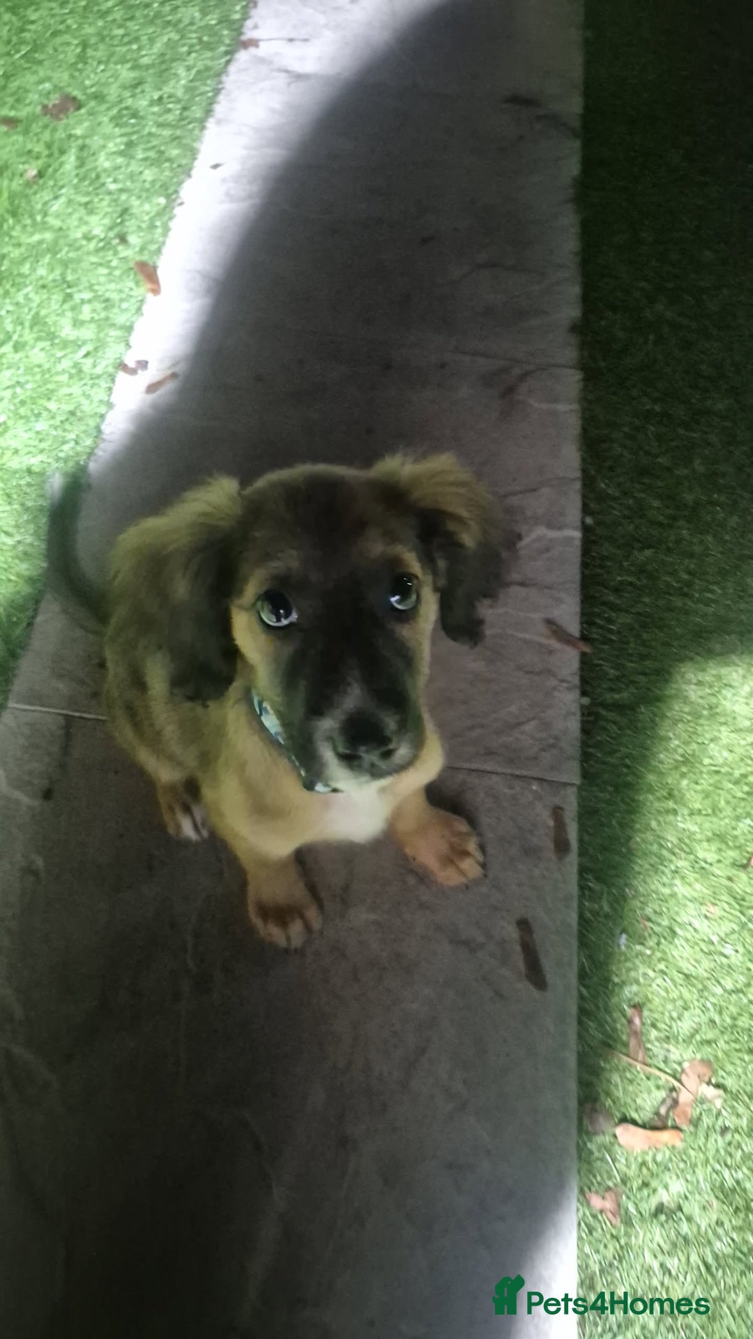 Mixed Breed dogs for sale: Zeus x - Image 3
