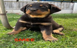 Rottweiler dogs for sale: Family bred and loved Rottweiller puppies - Image 29