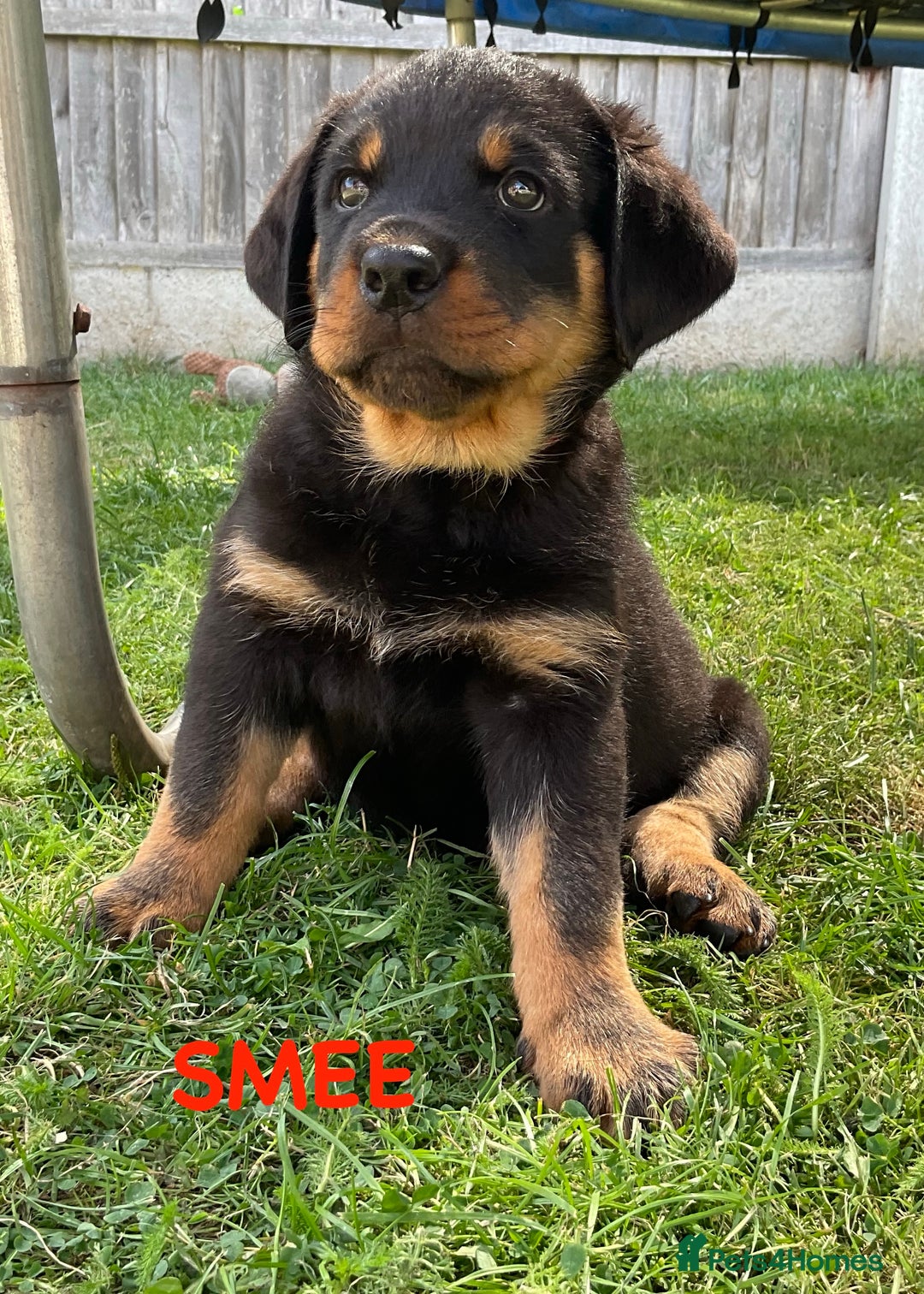 Rottweiler dogs for sale: Family bred and loved Rottweiller puppies - Image 29
