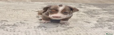 Dachshund 4