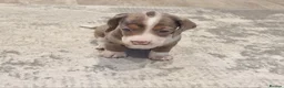 Dachshund dogs for sale: Ready Now, amazing colours - Advert 10