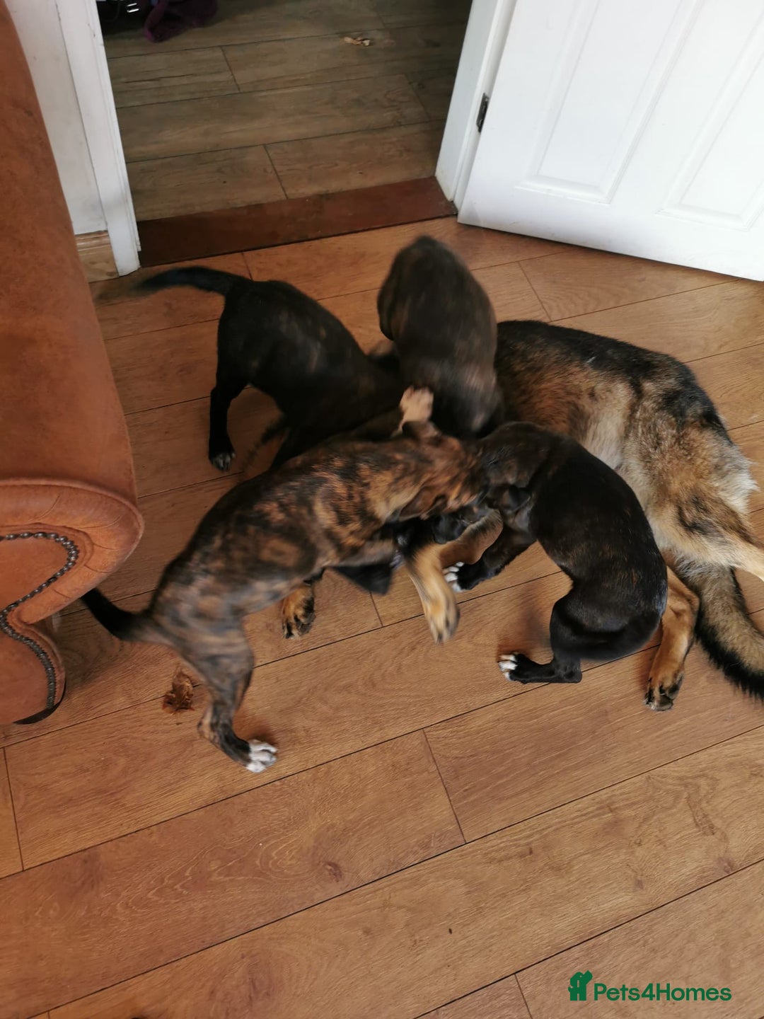 Mixed Breed dogs for sale: Staffordshire bull terrier cross German Shepherd - Image 6