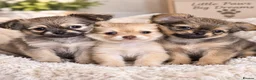 Pomchi dogs for sale: 3 fluffy pomchi pups in Newcastle upon Tyne - Advert 11