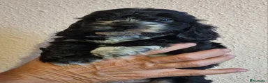 Cockapoo 1