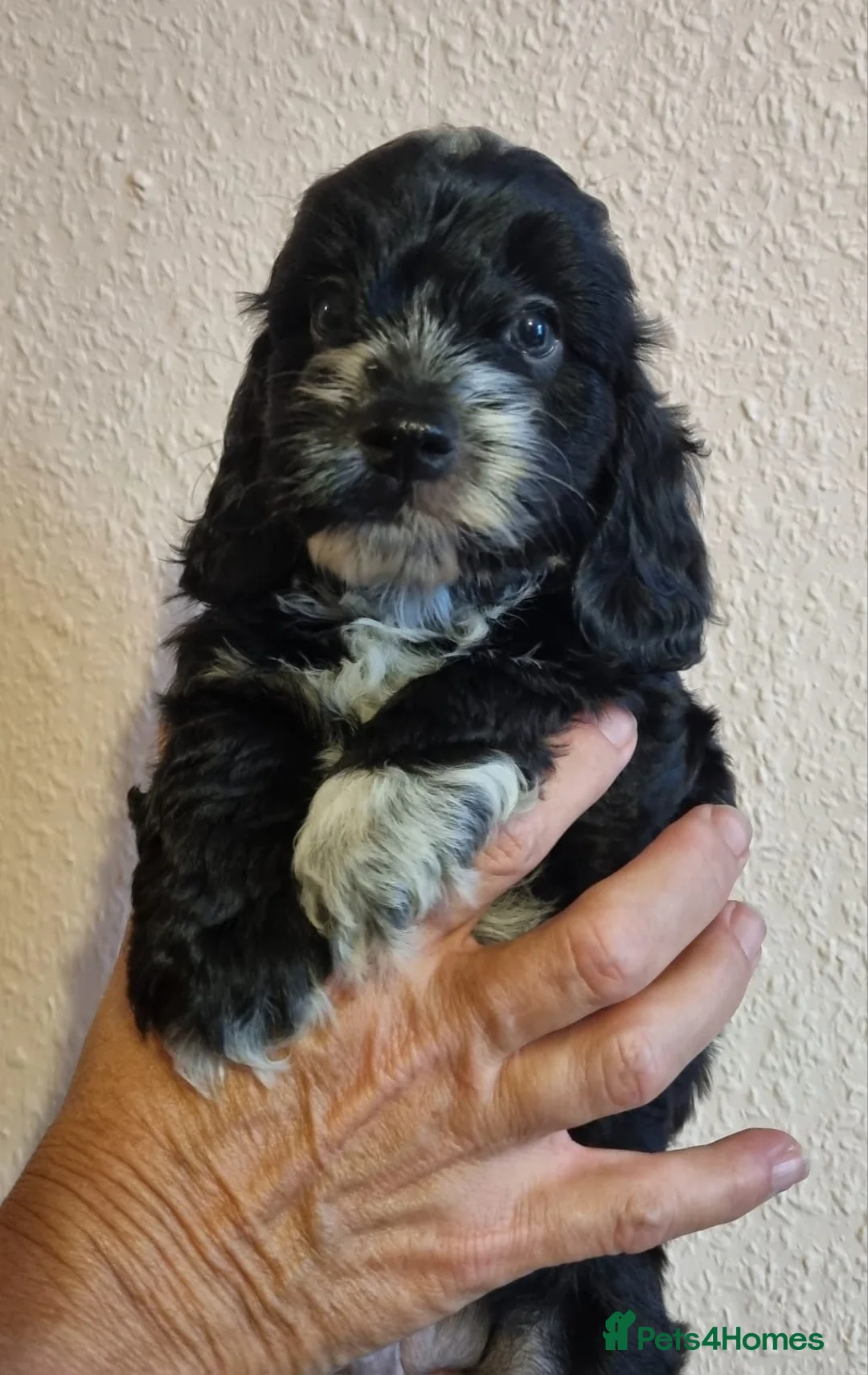 Cockapoo dogs for sale: Show Cockapoo Puppies - Advert 22