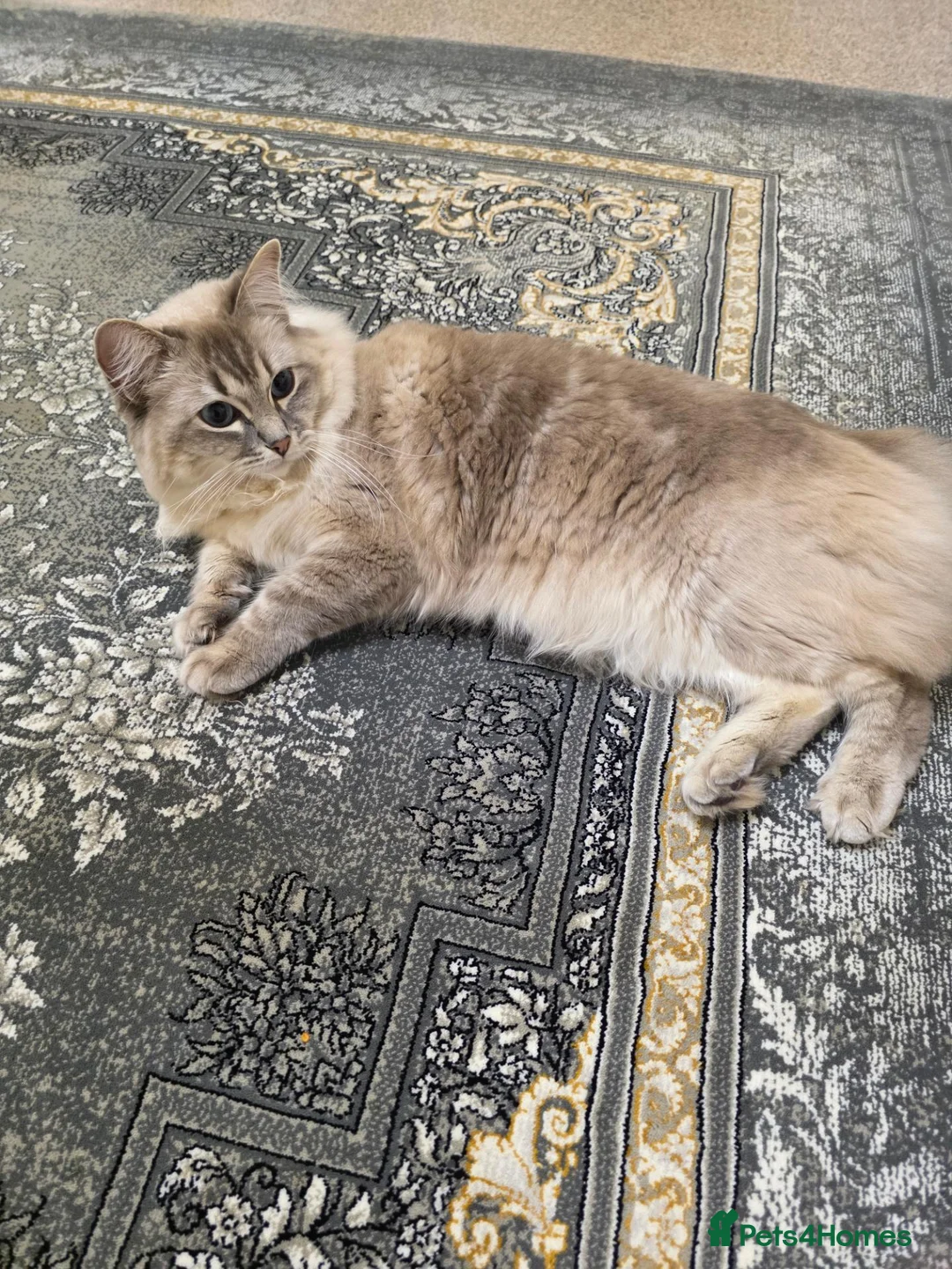 Mixed Breed cats for sale: Beautiful cat for sale  in Manchester - Advert 2
