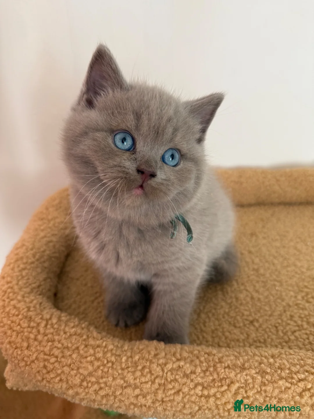 Scottish Fold cats for sale: Unique blue and odd eye kittens - Advert 22
