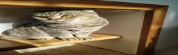 British Shorthair cats for sale: British shorthair/Scottish fold kittens  - Advert 4