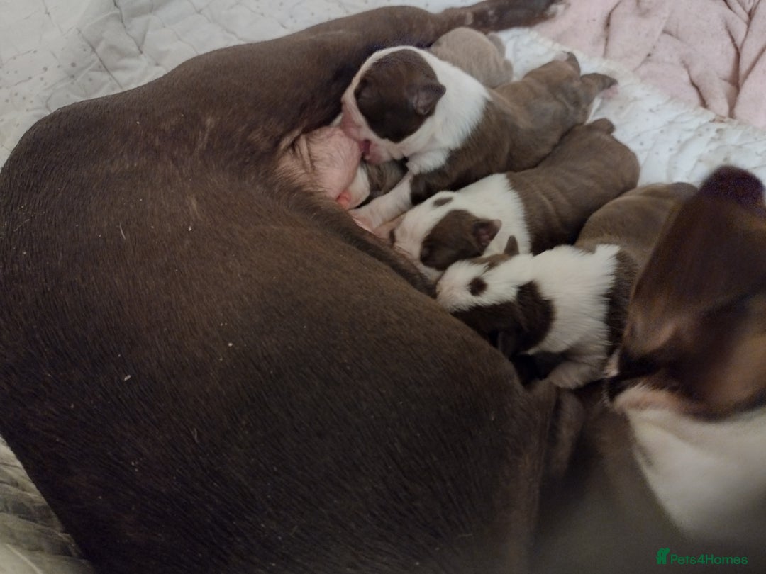 Boston Terrier dogs for sale: Three adorable KC Boston Terrier puppies - Image 1