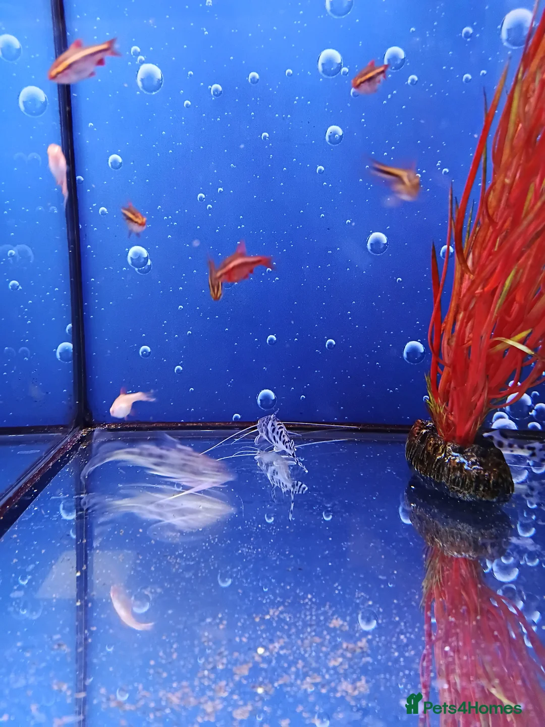 Other/Mixed Breed fish for sale: Mixed tropical and cold water fish - Advert 2