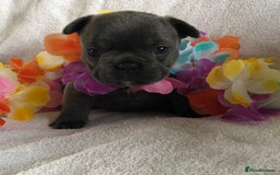 French Bulldog dogs for stud: 5 PANEL HEALTH CLEAR CHARLIE VERY WELL PROVEN! - Image 33