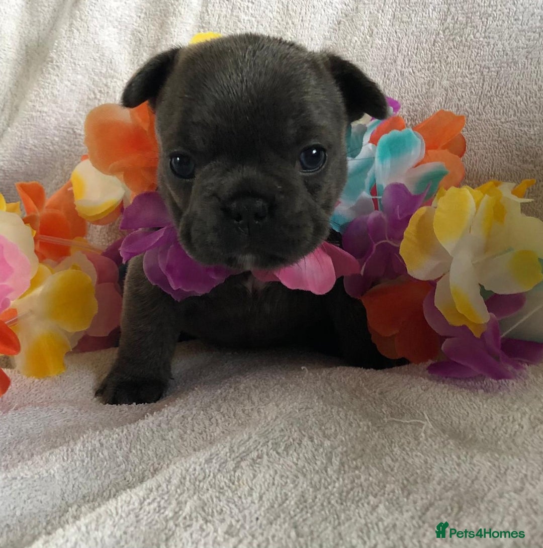 French Bulldog dogs for stud: 5 PANEL HEALTH CLEAR CHARLIE VERY WELL PROVEN! - Image 33
