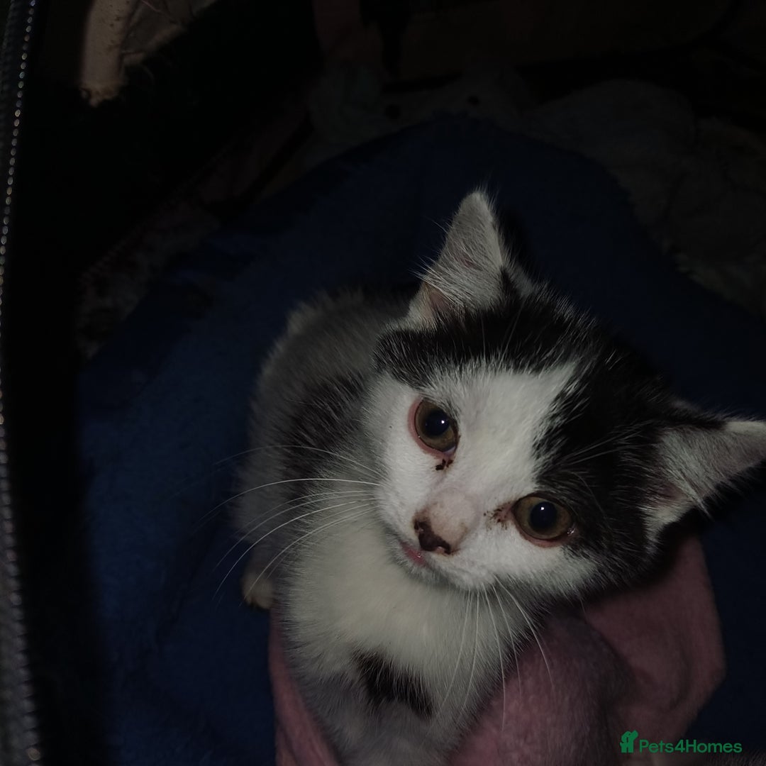 Mixed Breed cats for sale: 2 black and white kittens  - Image 3
