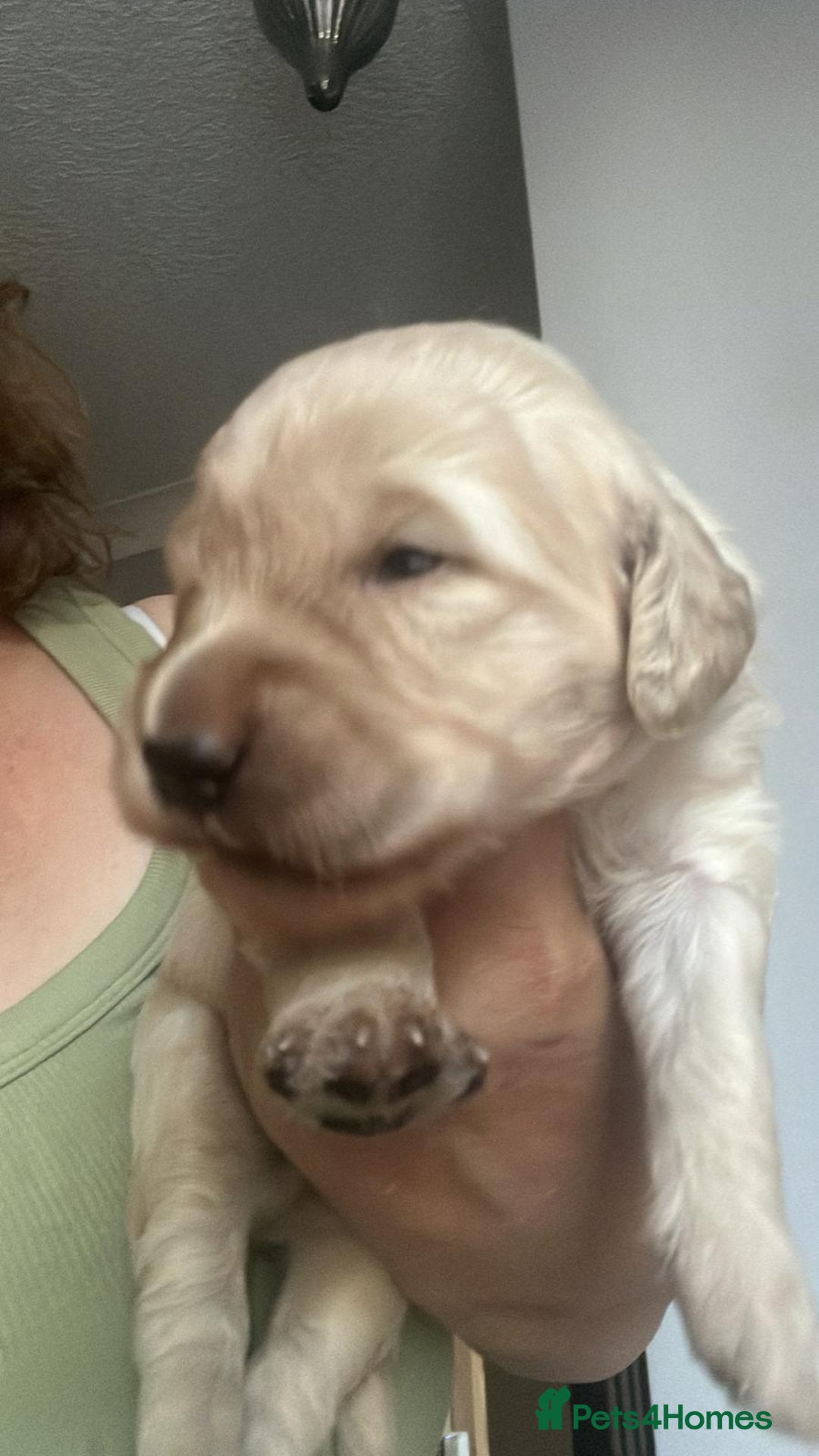 Mixed Breed dogs for sale: Multi generational goldendoodle puppies - Image 2