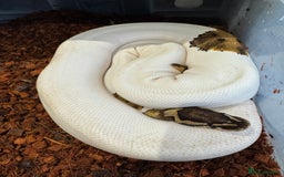 Python Snake reptiles for sale: Various Royal/ Ball pythons - Image 2