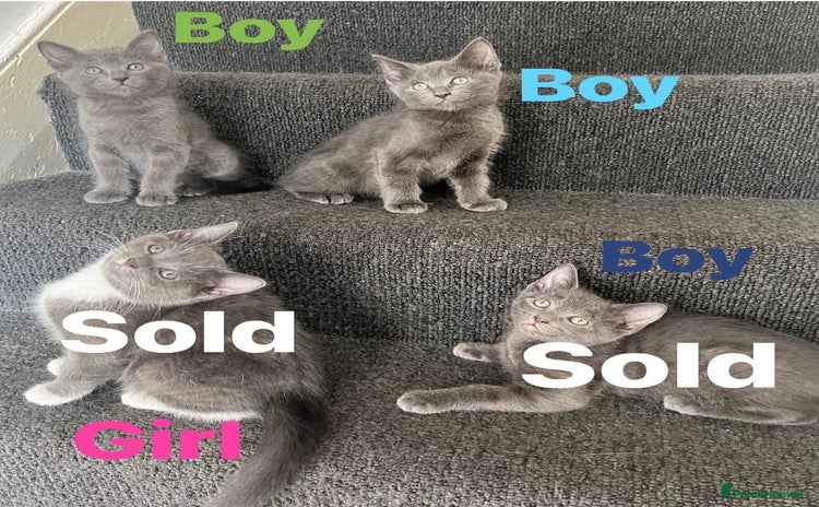 Ragdoll cats - Advert 3