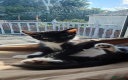 Mixed Breed cats for sale: Lovely Girl kitten  - Image 1