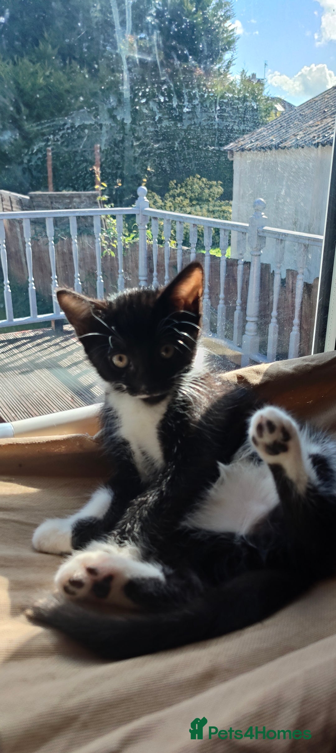 Mixed Breed cats for sale: Lovely Girl kitten  - Image 1