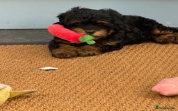 Shihpoo dogs for sale: Adorable Shihpoo Puppies, have had all vacations! - Image 4