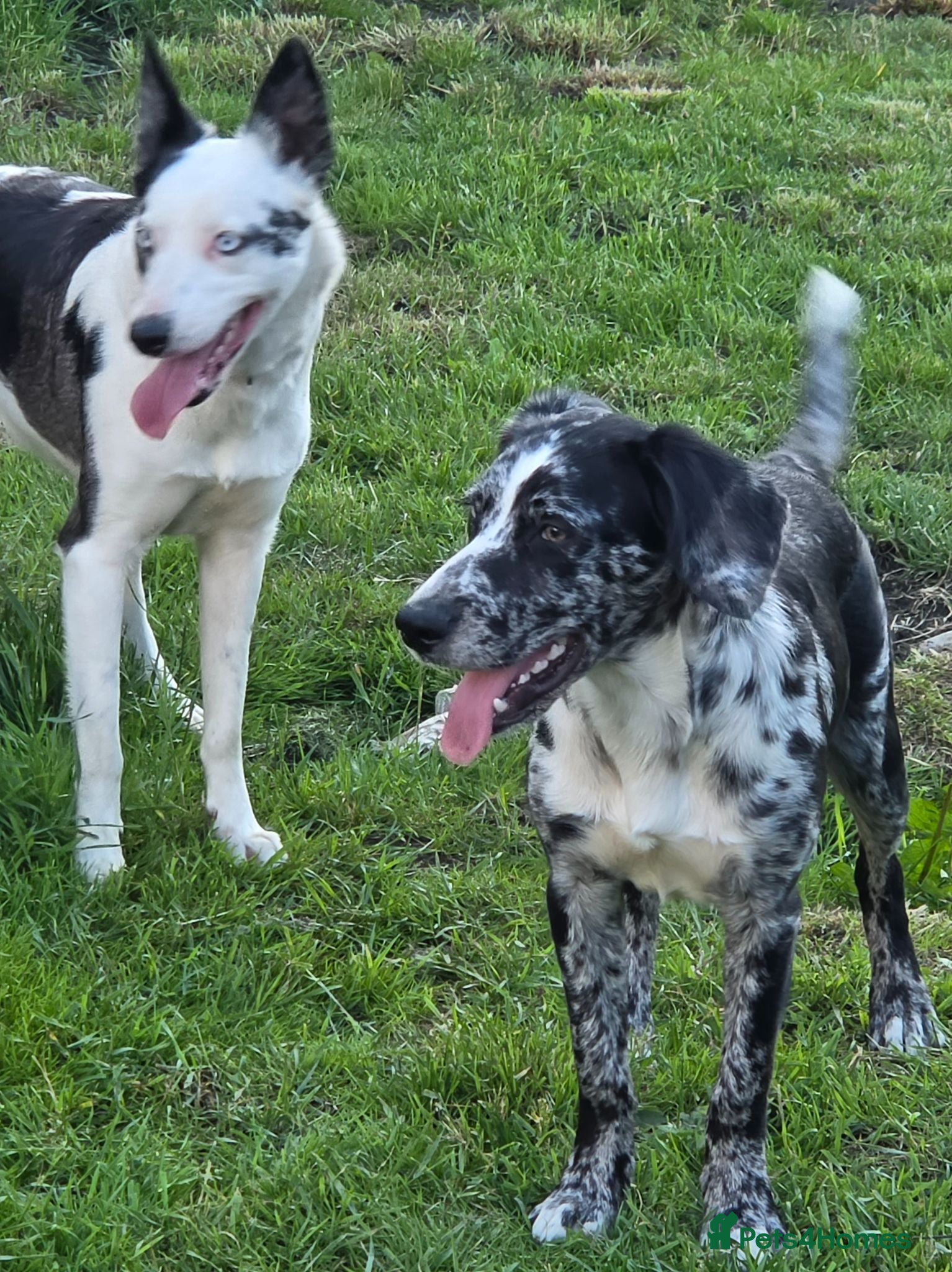 Mixed Breed dogs Unfortunate Rehome (mum is cover pic) - Advert 9
