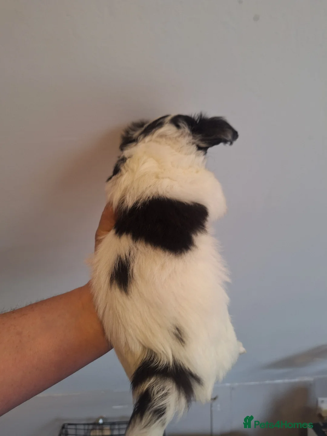 Chihuahua dogs for sale: Tiny Long Coat Boy in Doncaster - Advert 2