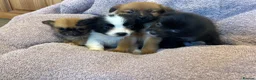 Pomchi dogs for sale: Pomchi in Hull - Advert 19