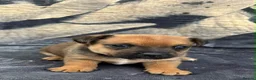 Jack Russell dogs for sale: Rough coated Jack Russell puppies  in Leicester - Advert 5