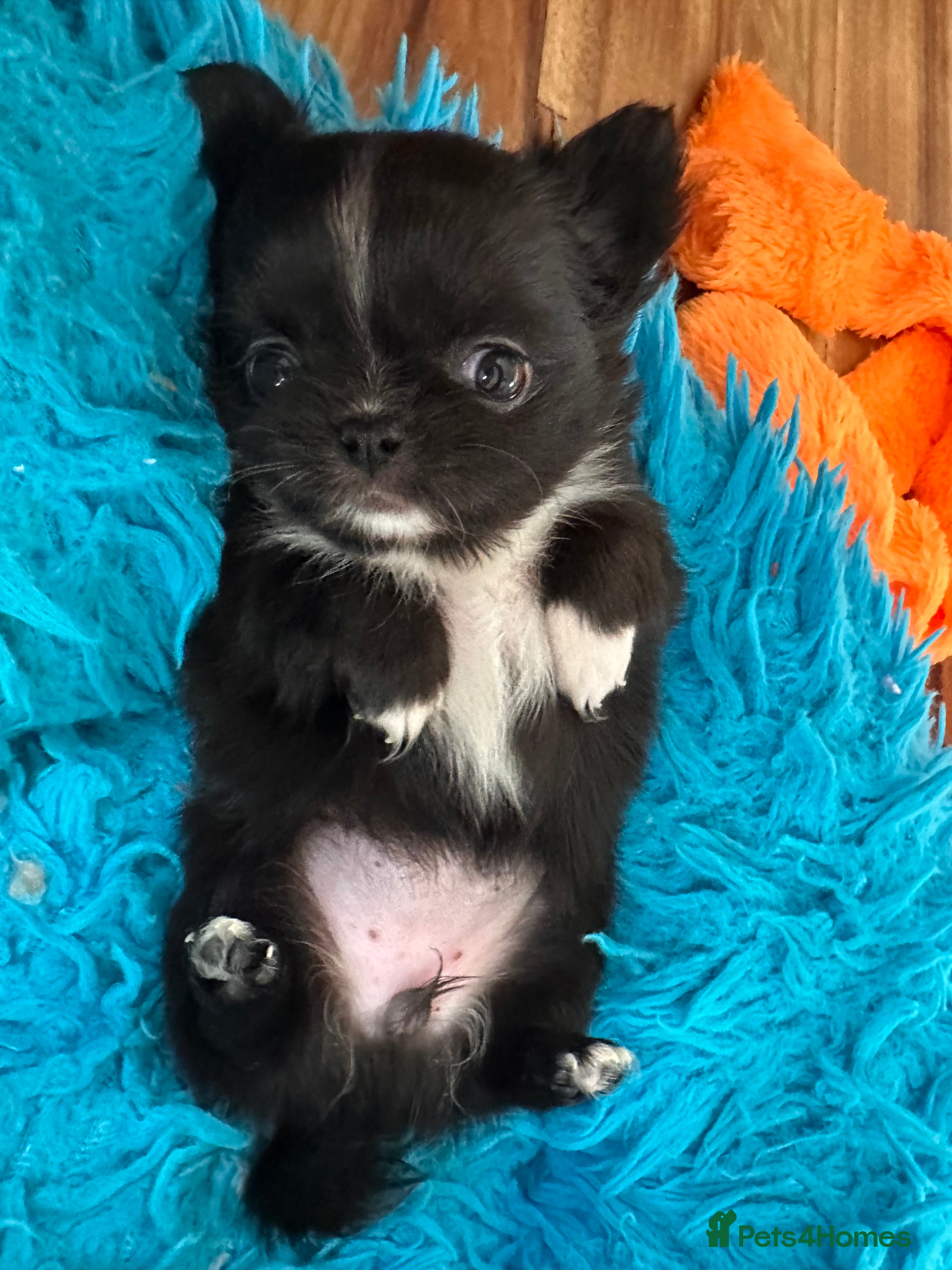 Chihuahua dogs Long hair, beautiful chihuahuas - Advert 18