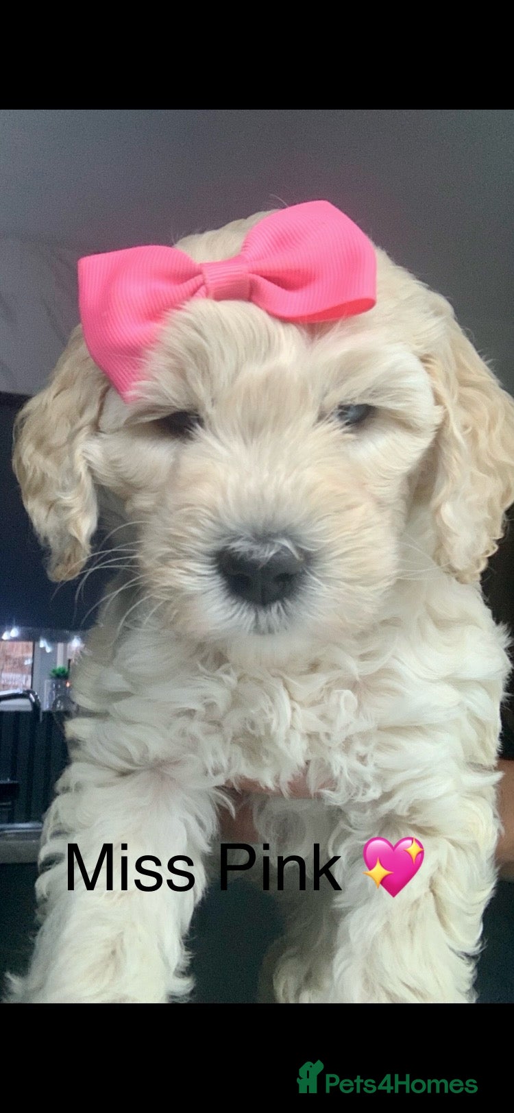 Double Doodle dogs Labradoodle  - Advert 1